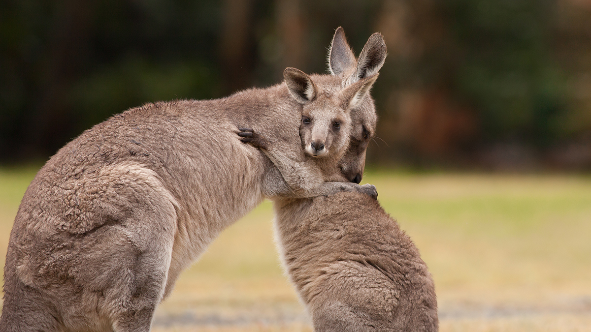 Стала известна причина кражи кенгурят из российских зоопарков