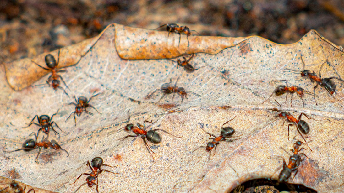 Краснокнижные муравьи начали готовиться к появлению потомства на природных территориях Москвы