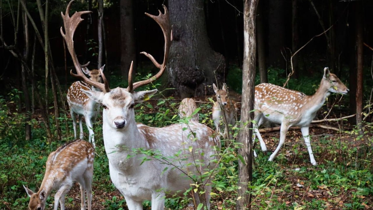 Москвичам рассказали, куда деваются новогодние елки после переработки