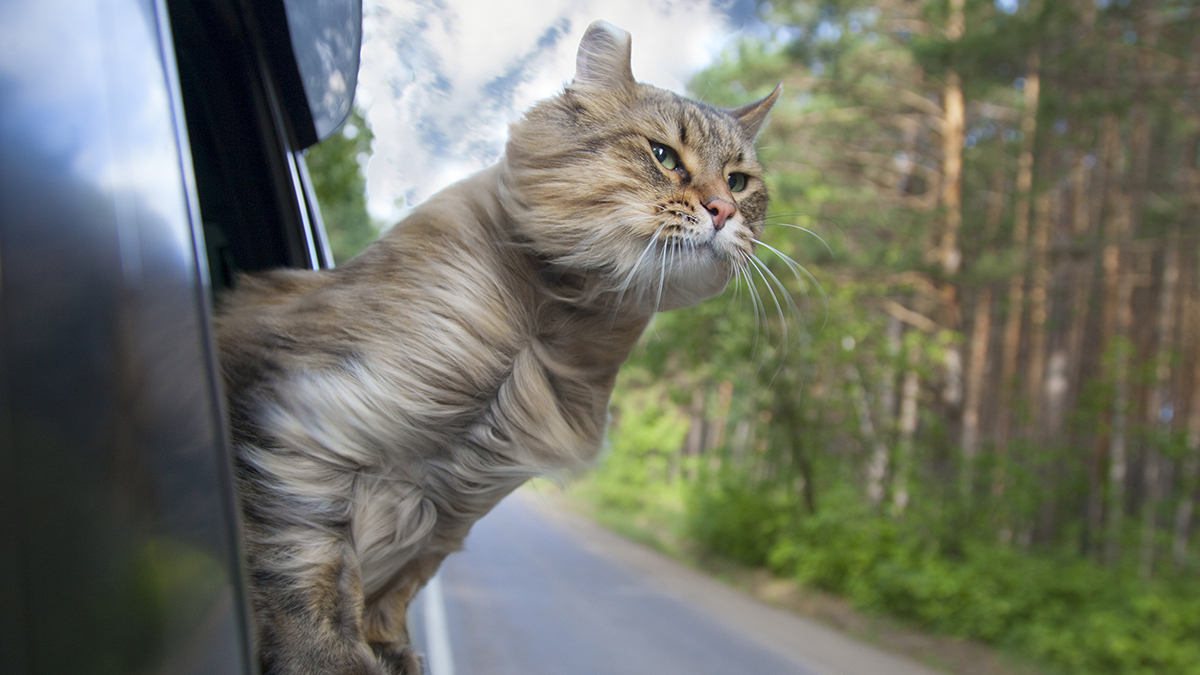 Как приучить кошку к поездкам на машине и подготовить к длительному  путешествию
