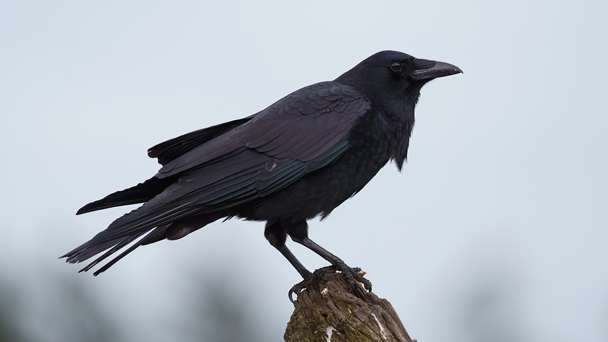 Crow voice