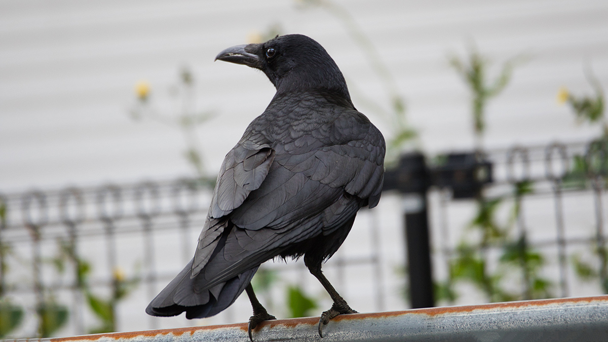 Народный календарь. Почему нельзя смотреть на воронов 24 октября