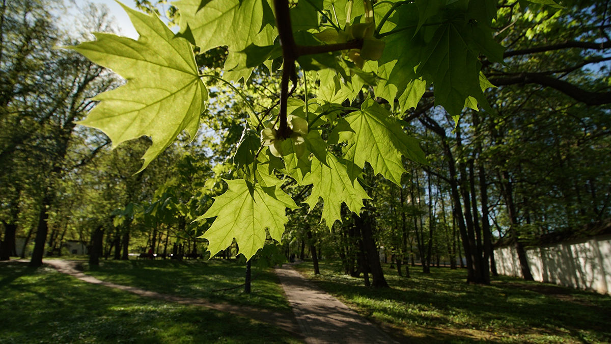 По весенним аллеям пройду: в каких столичных парках стоит провести выходные