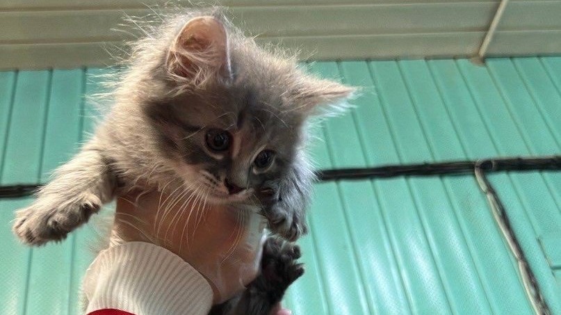 Четырех бездомных котят нашли в поезде на Серпуховско-Тимирязевской линии метро