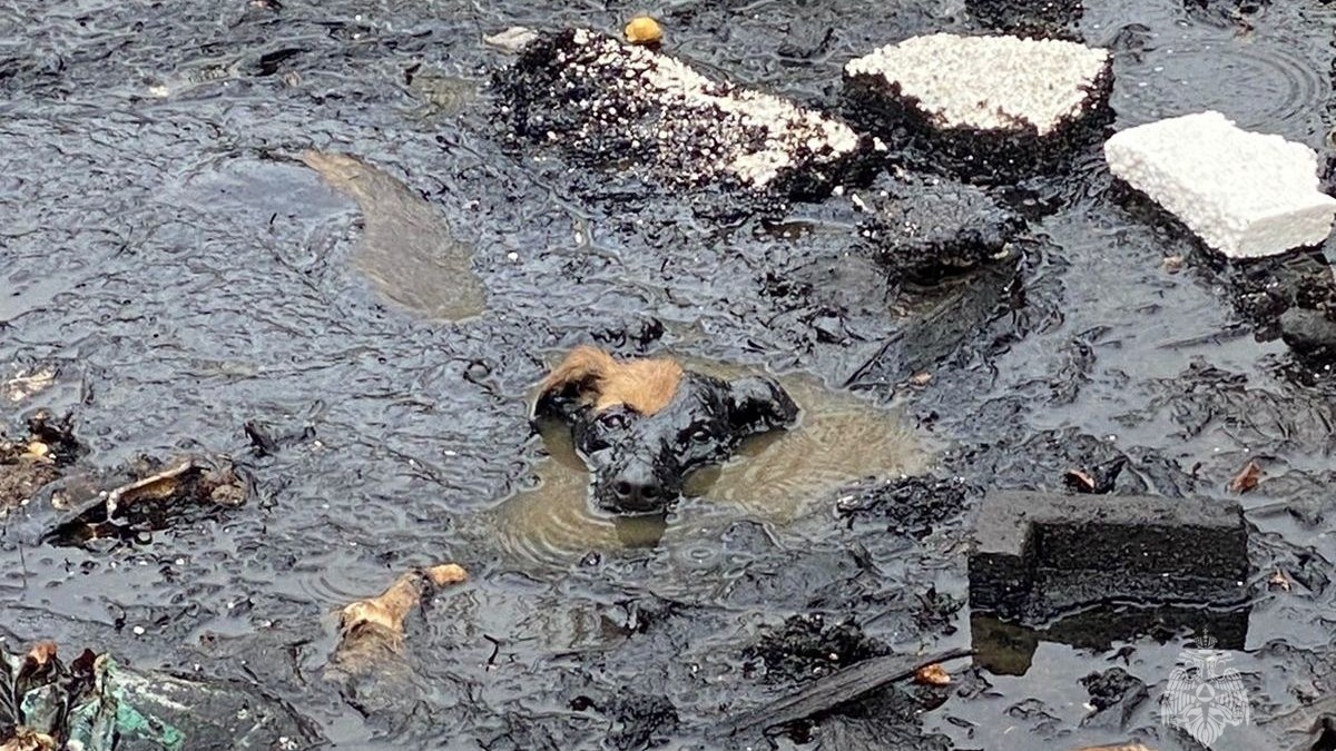 Сотрудники МЧС в Биробиджане спасли тонувшую в мазуте собаку