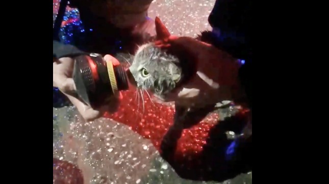 Пожарные в Астрахани спасли кошку из горящей квартиры