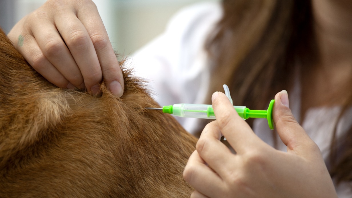 Владислав Овчинский: Московский производитель втрое увеличил поставки чипов для животных