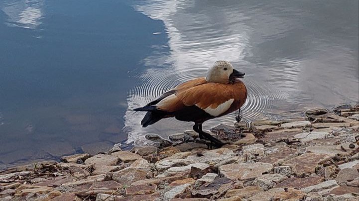Спасатели освободили запутавшуюся в леске с крючками утку в Москве