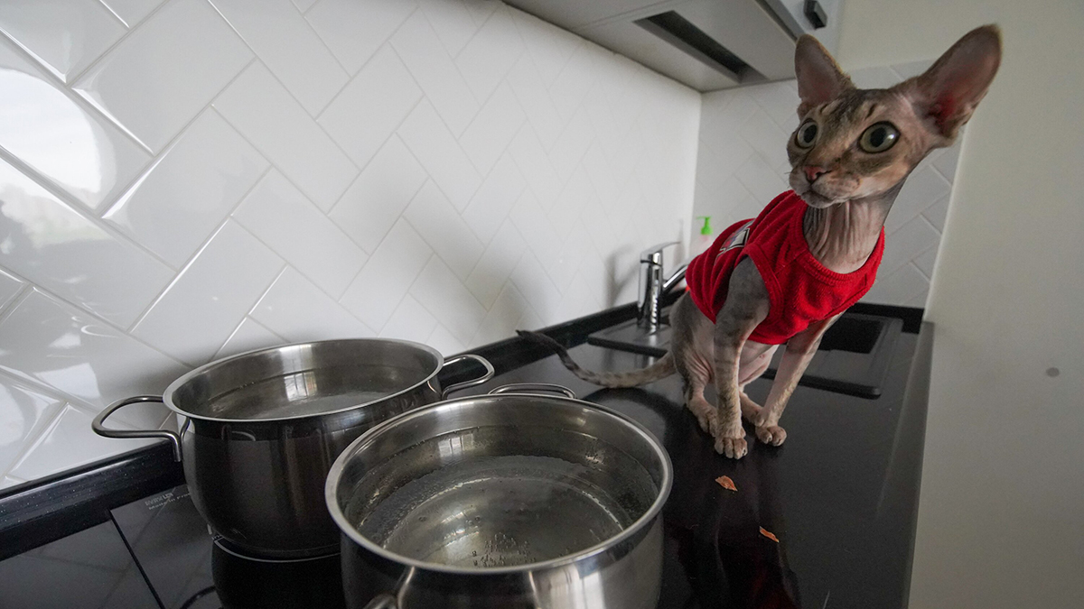 Как узнать, когда отключат горячую воду