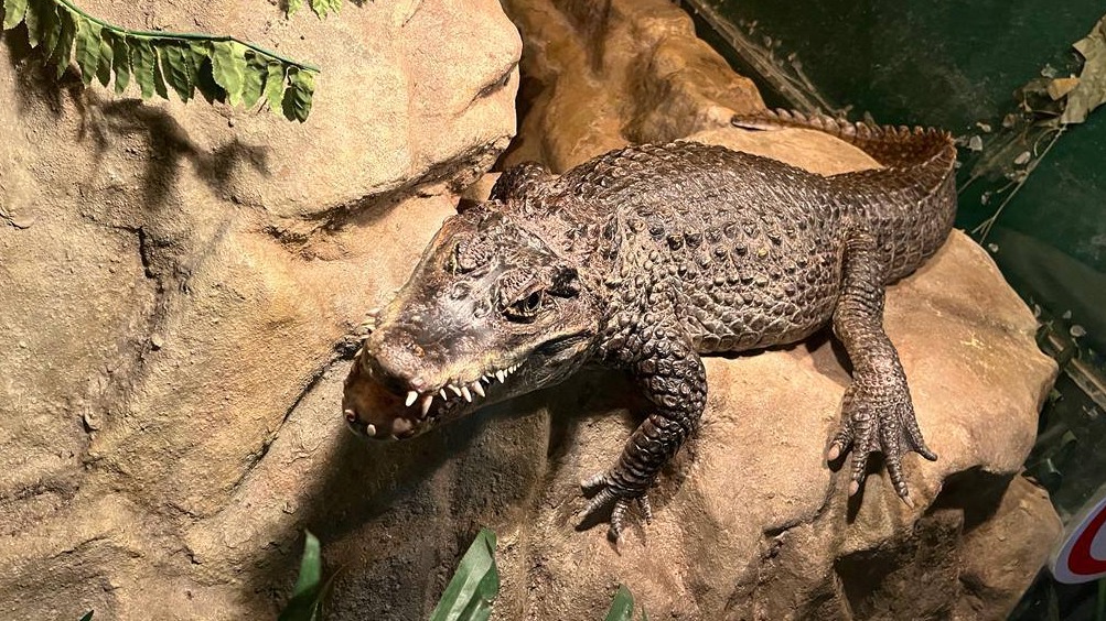 Крокодила нашли в клубе на Кудринской площади в Москве