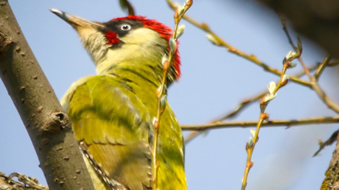 Редкого зеленого дятла обнаружили в районе реки Алешинки
