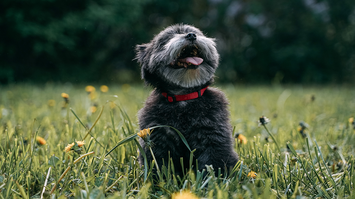 Найти в кратчайшие сроки: преимущества разработанного в Москве медальона с чипом для домашних животных