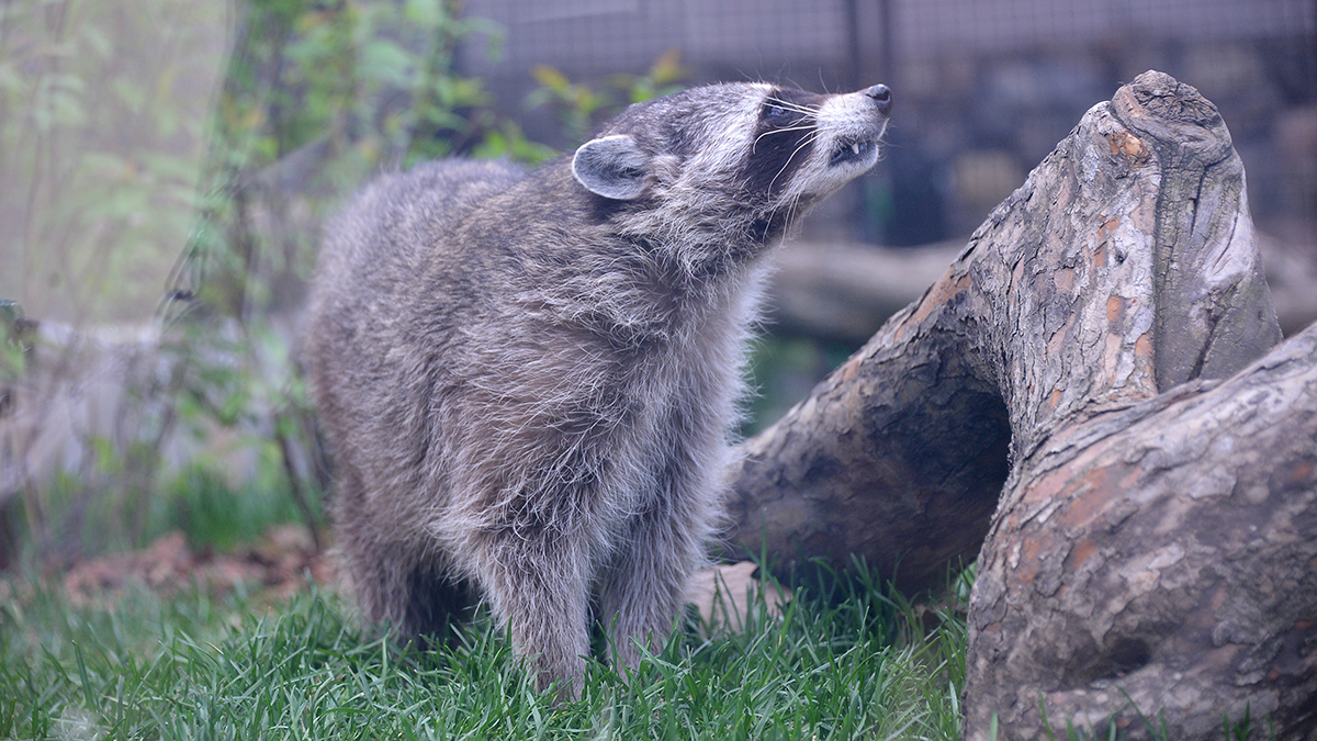 «Пушистик одобряет»: Московский зоопарк показал плещущихся в воде енотов