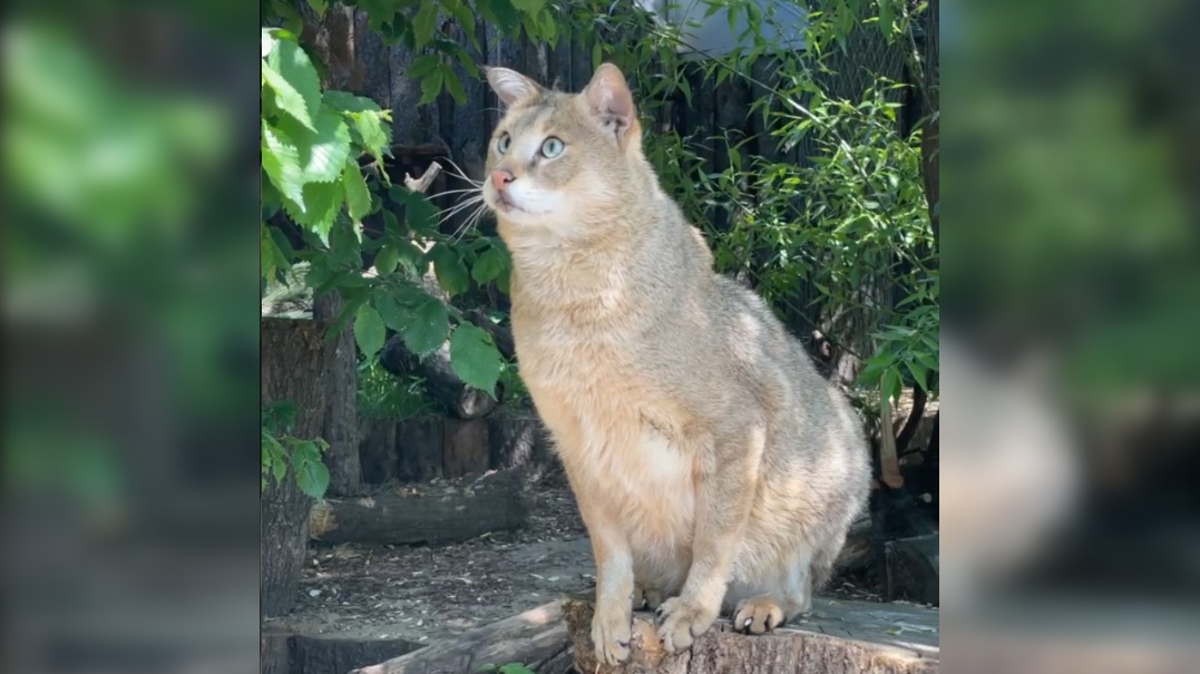 «Больше ни кусочка не осталось?»: Московский зоопарк показал, как кормят камышового кота Заури