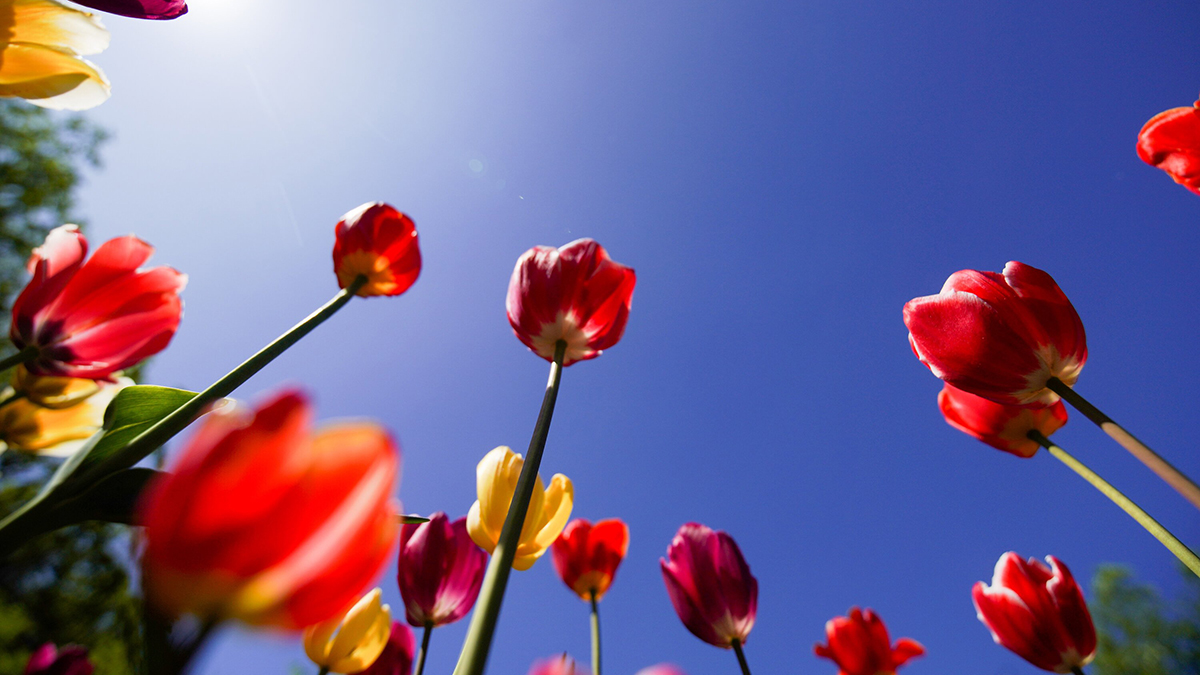 Какие наказания грозят за срыв цветов с клумбы