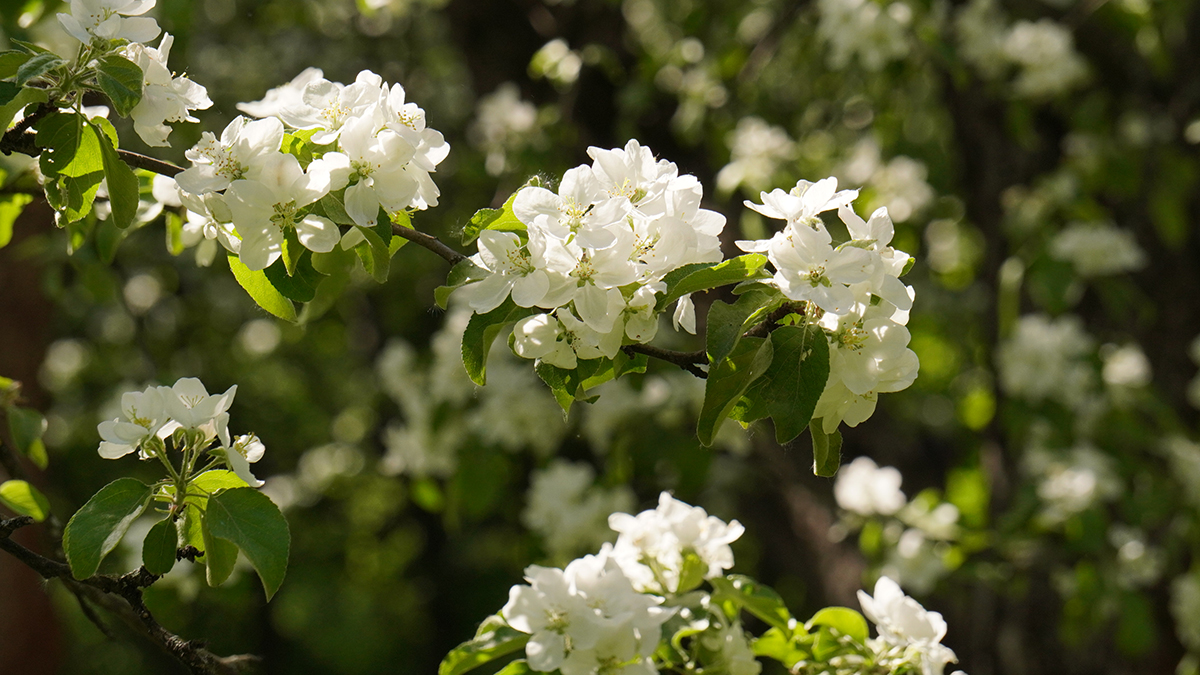 Яблони, груши, вишни, сливы: живописные места Москвы, где можно увидеть их цветение