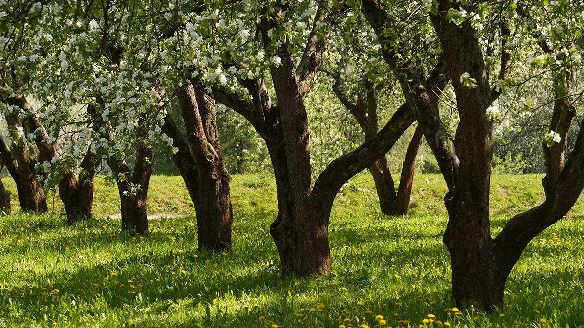 Народные приметы на 19 апреля