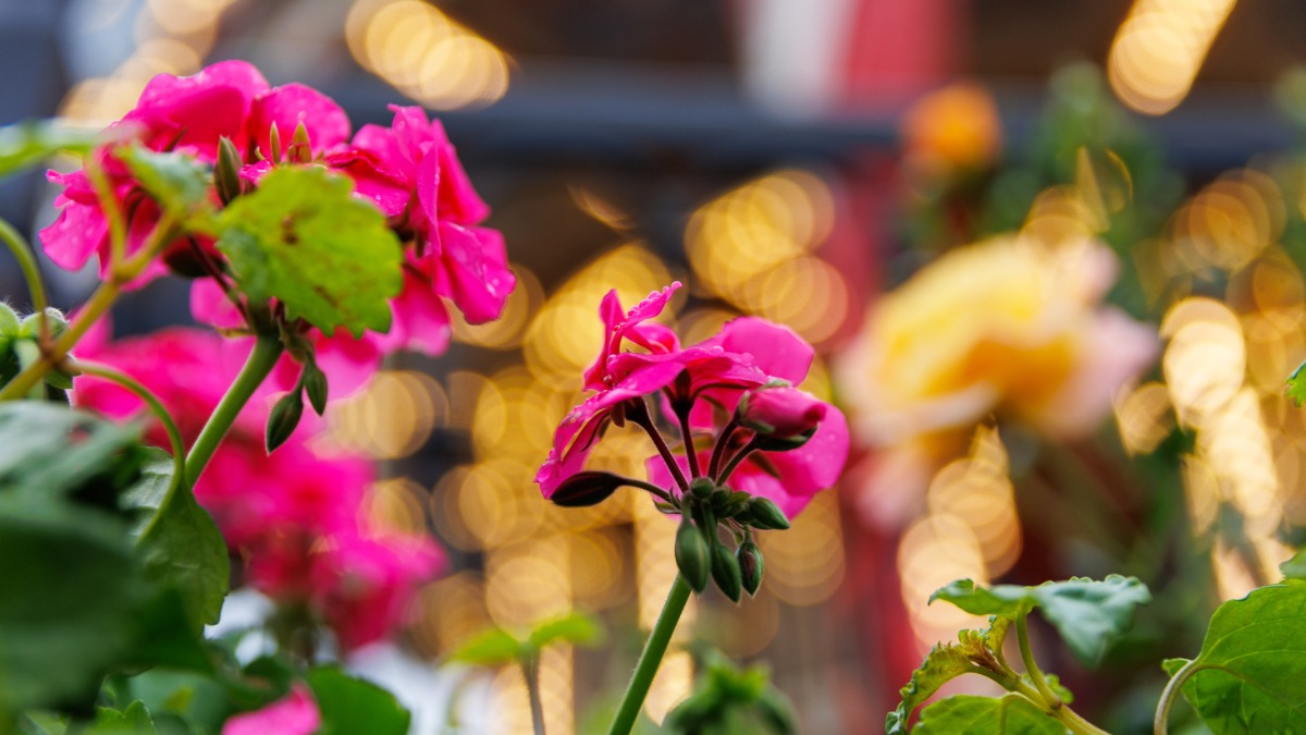 «Чеховский фестиваль на улицах Москвы» откроется аргентинской милонгой