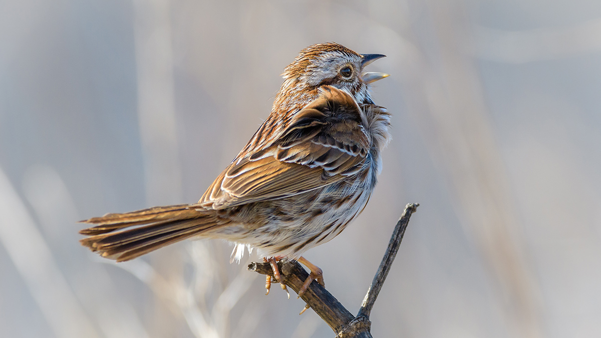 СМИ: Иностранцы в Благовещенском районе сетями ловили воробьев на обед