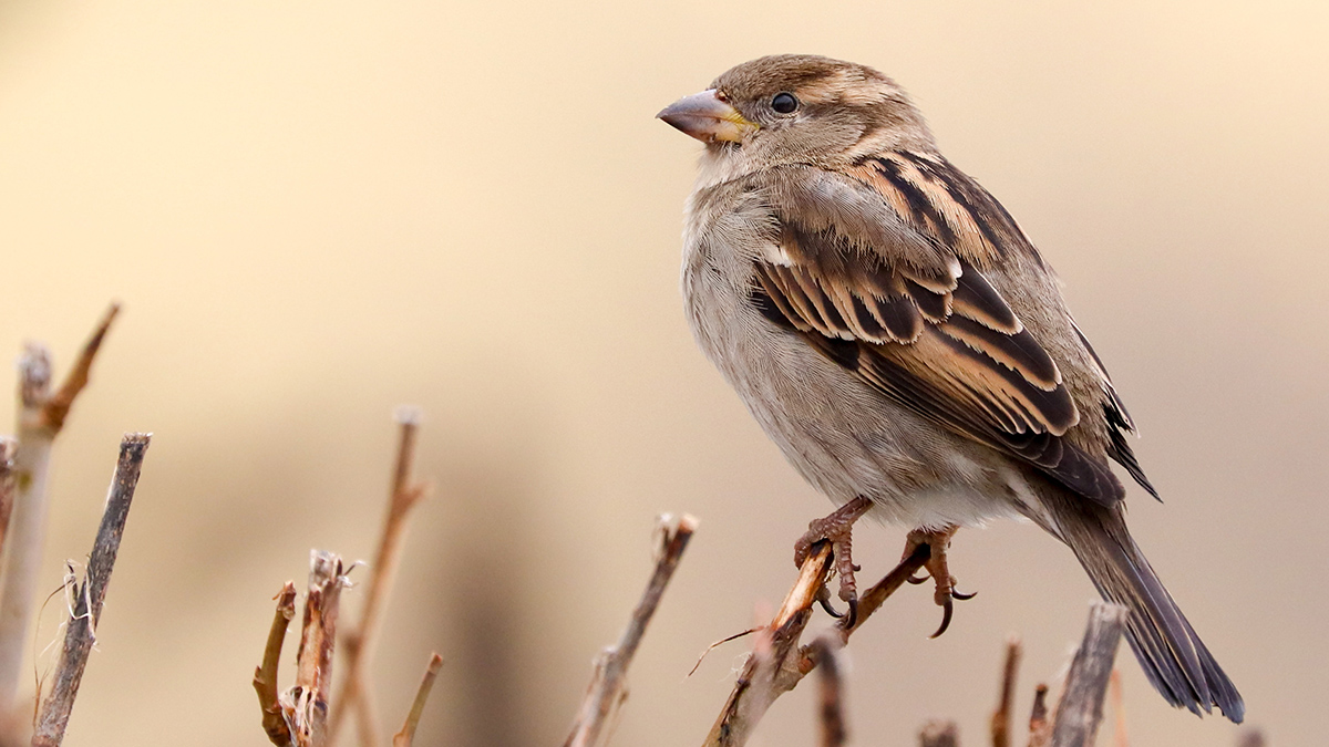 Птицы страдают ожирением: зоолог рассказал, можно ли подкармливать городских пернатых 