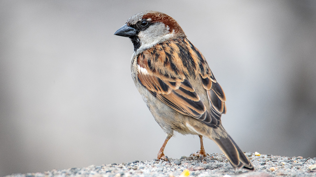 Когда в России пройдет перепись воробьев в 2025 году