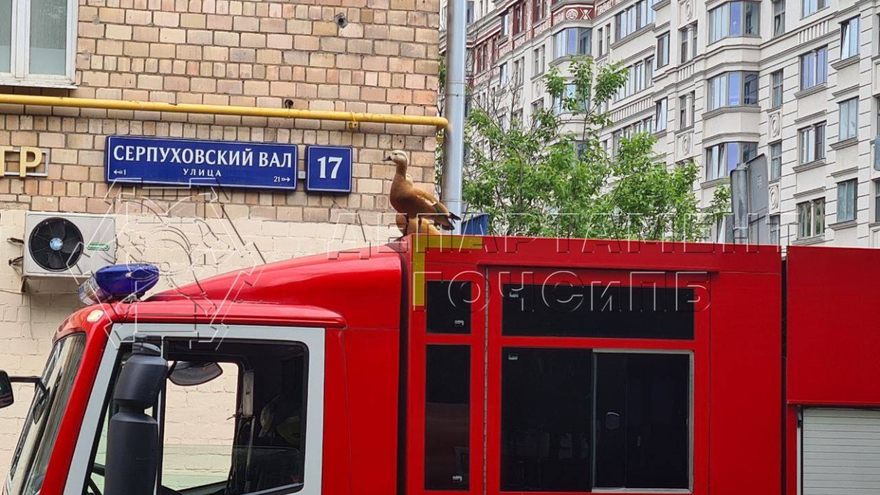 Спасатели вытащили выводок утят из технического отверстия на юге Москвы