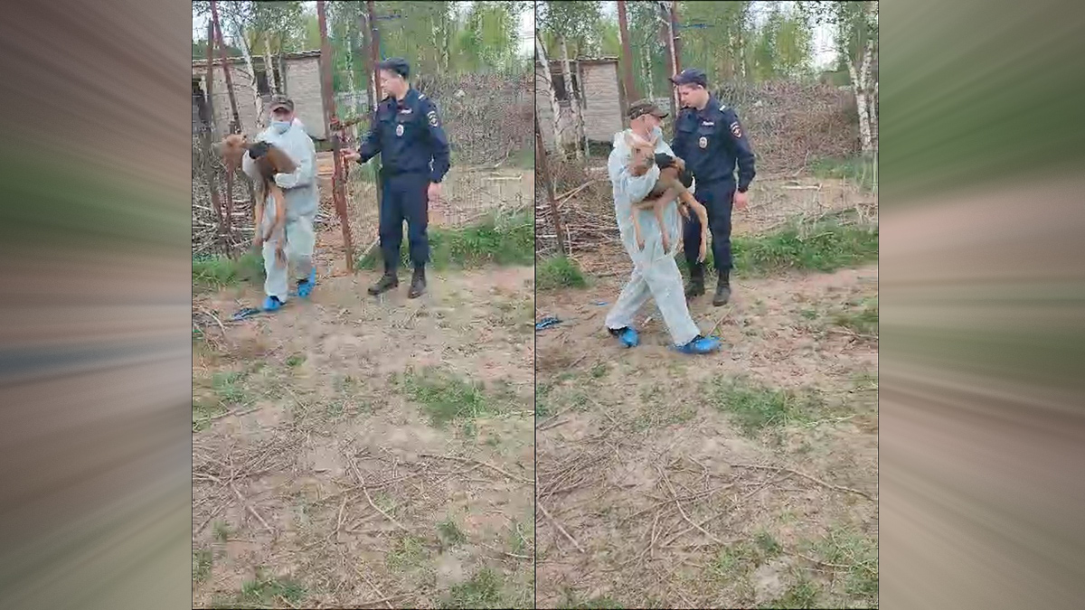 Уголовное дело возбуждено по факту незаконного отлова лосей в Подмосковье