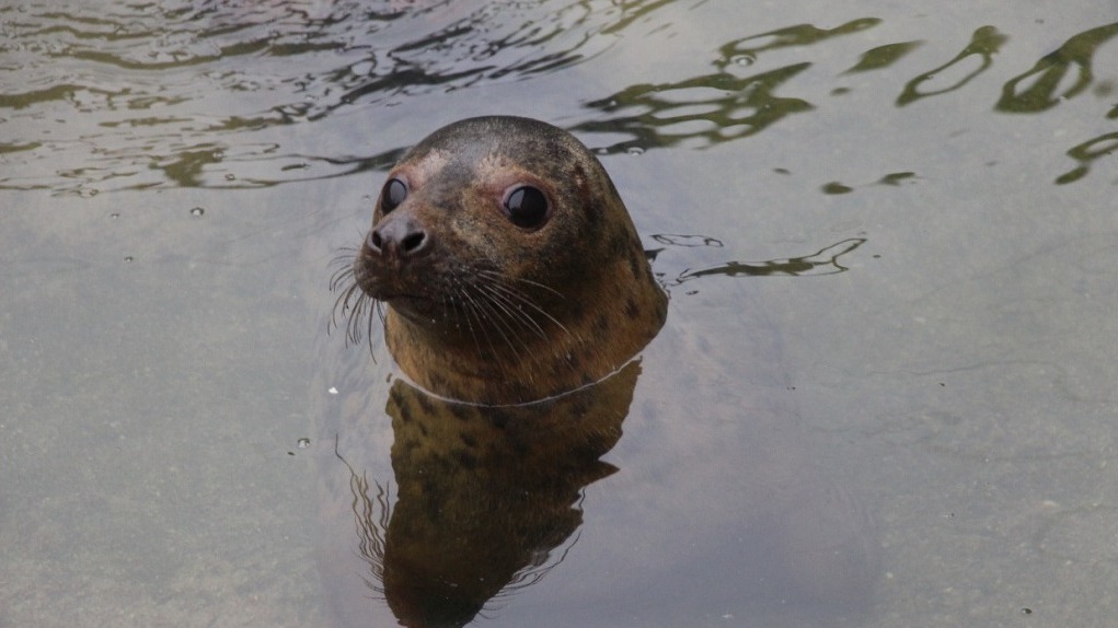 Московский зоопарк пополнился спасенной в Калининграде самкой балтийского тюленя