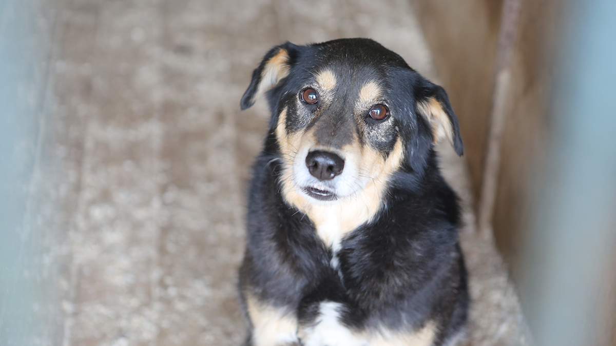 Подростки повесили и ударили топором собаку в Иркутской области: что известно и как наказали