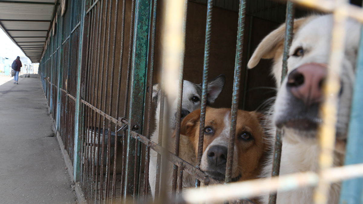 Тела собак нашли в зоогостинице в Москве: что известно и что грозит