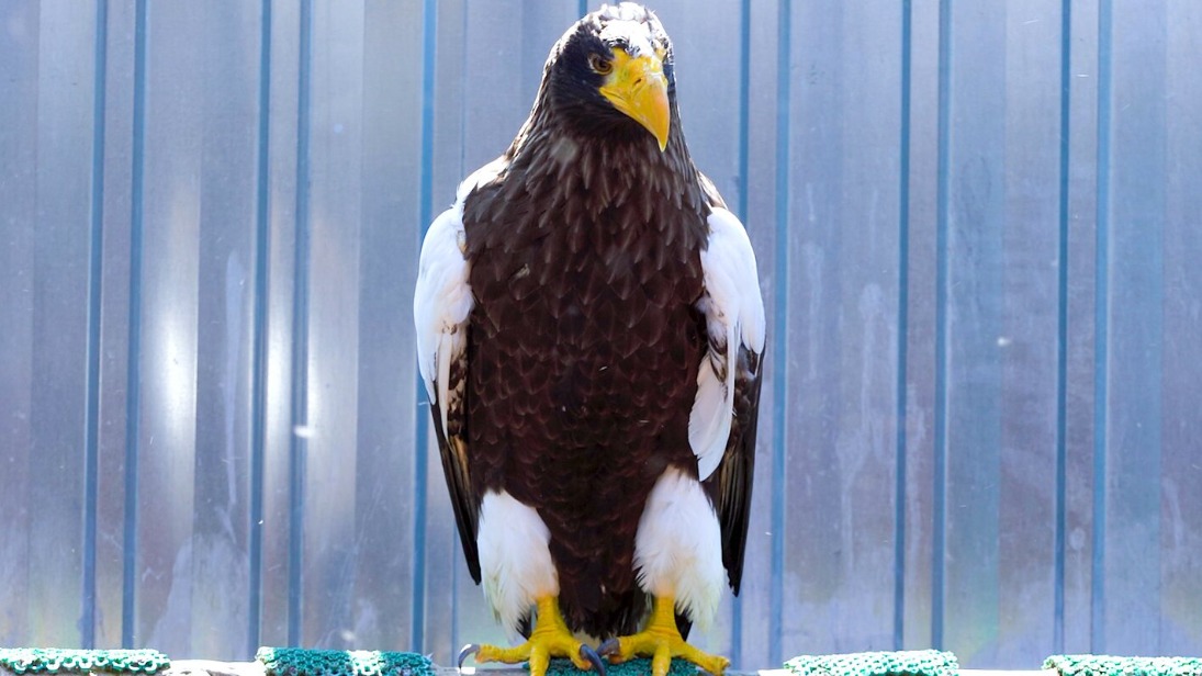 «Сколько статности и величия»: в Московском зоопарке поделились видео с орланом