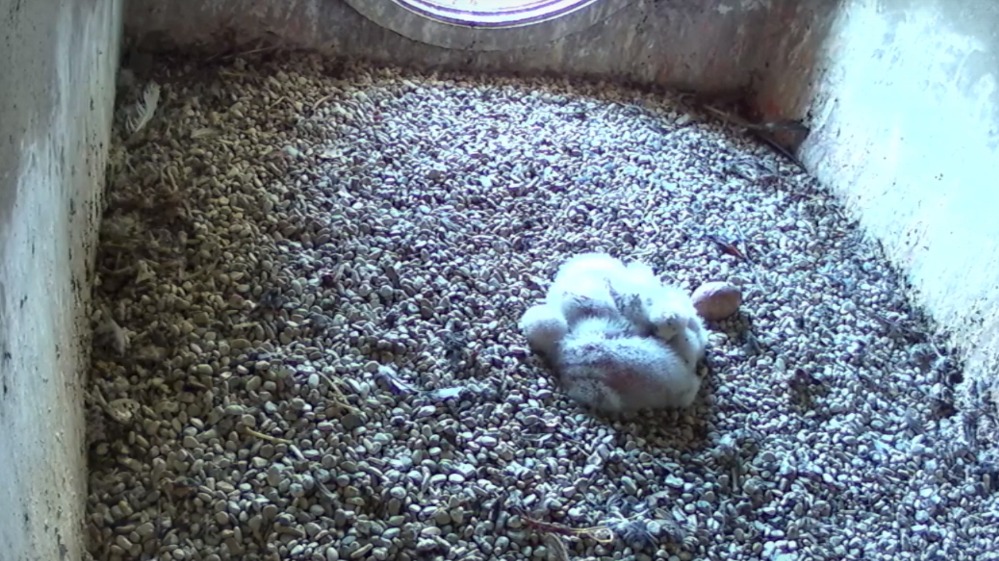 Птенцы вылупились у соколов-сапсанов под шпилем главного здания МГУ