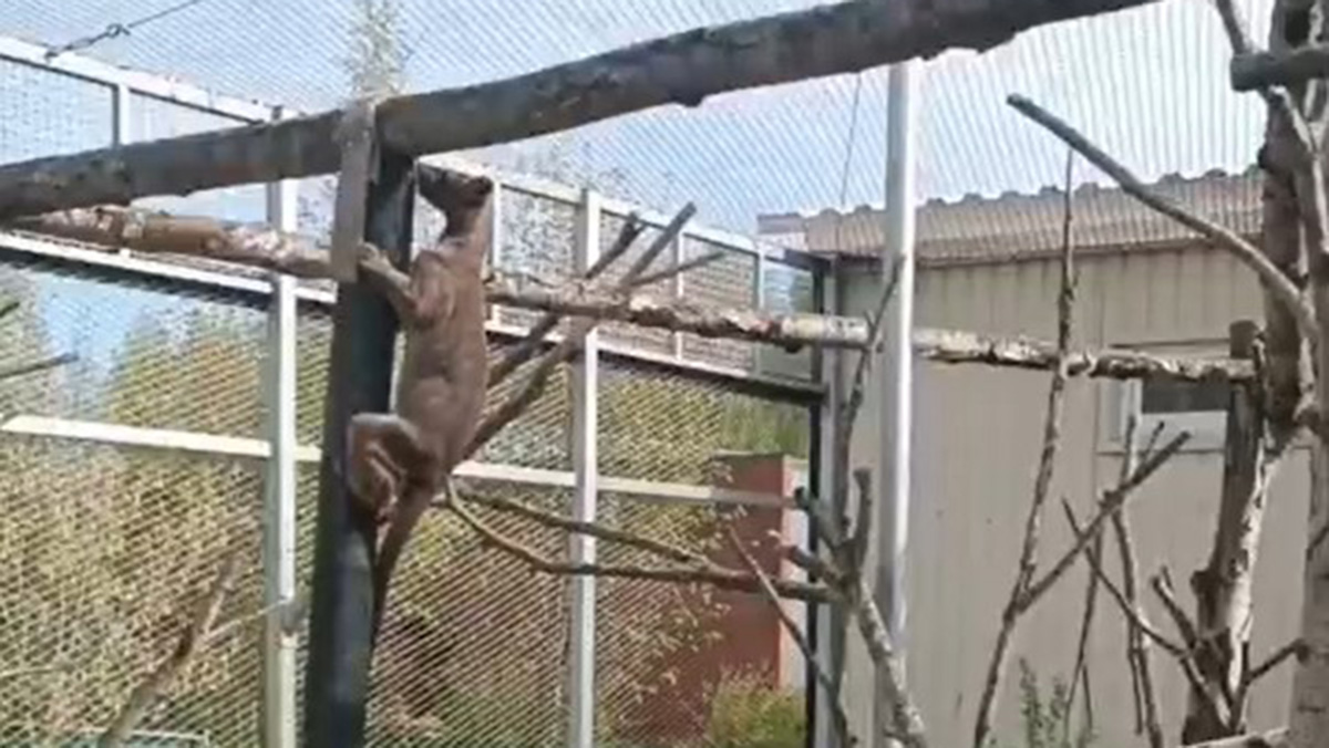 Фосса Кнопка показала акробатические навыки в Центре воспроизводства редких видов животных