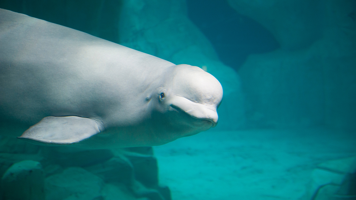 Кит-шпион Хвалдимир оказался белухой, охранявшей базу российского флота