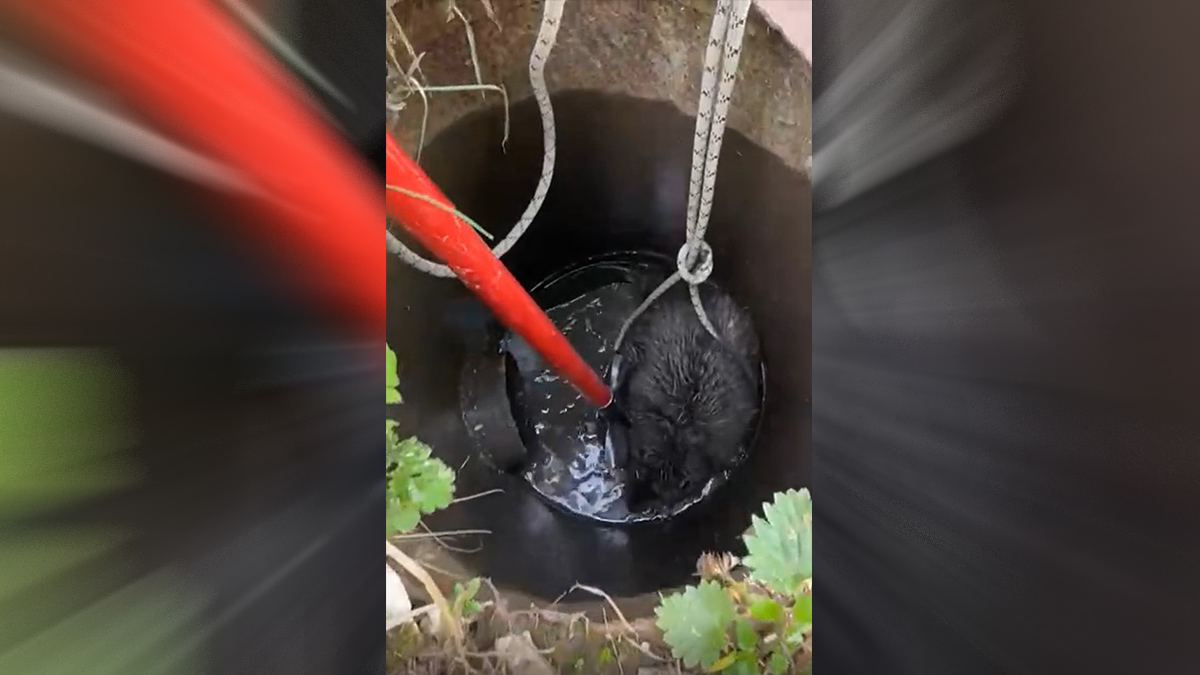 Спасатели вытащили бобра из колодца в подмосковной деревне