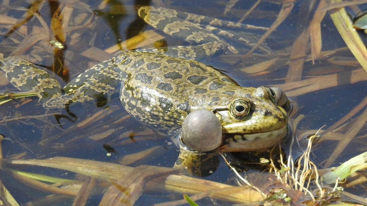 Лягушачьи пения начались на природных территориях столицы