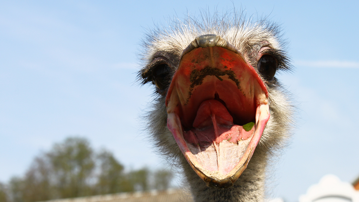 Скрывавшийся в лесах Коми страус Вася оказался не рад возвращению домой