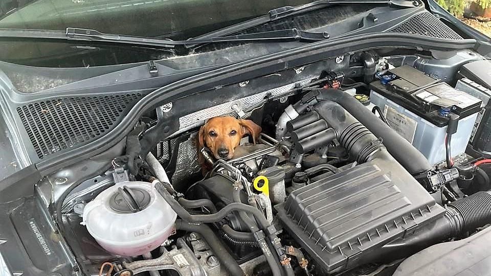 Подмосковные спасатели освободили таксу, которая застряла под капотом автомобиля