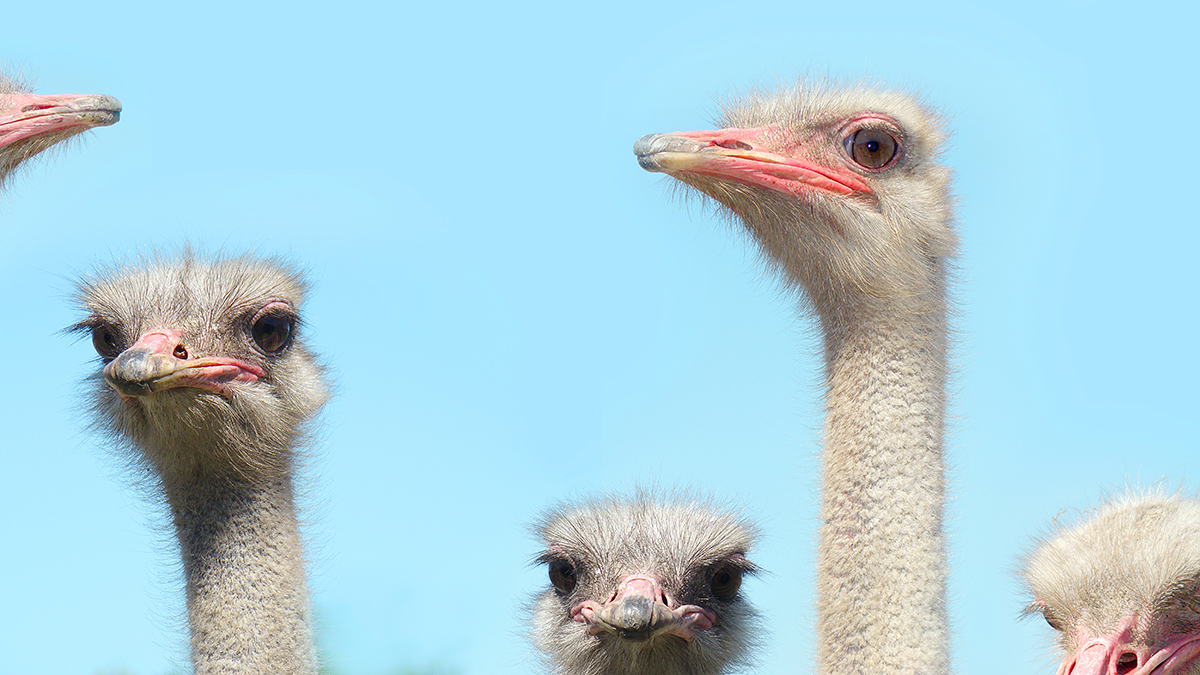 Два страуса сбежали с фермы и напали на детей на улице