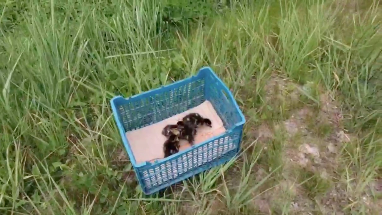 Спасатели в Подмосковье вытащили выводок утят из ливневой канализации