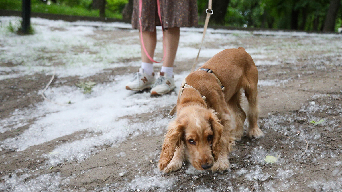 Юрист Билялова предупредила об ответственности за поджог тополиного пуха