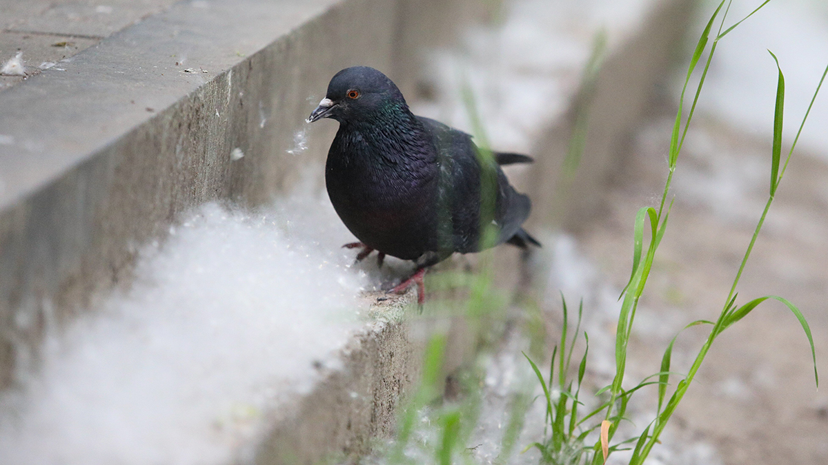 Врач Браун рассказала, может ли тополиный пух вызывать аллергию 