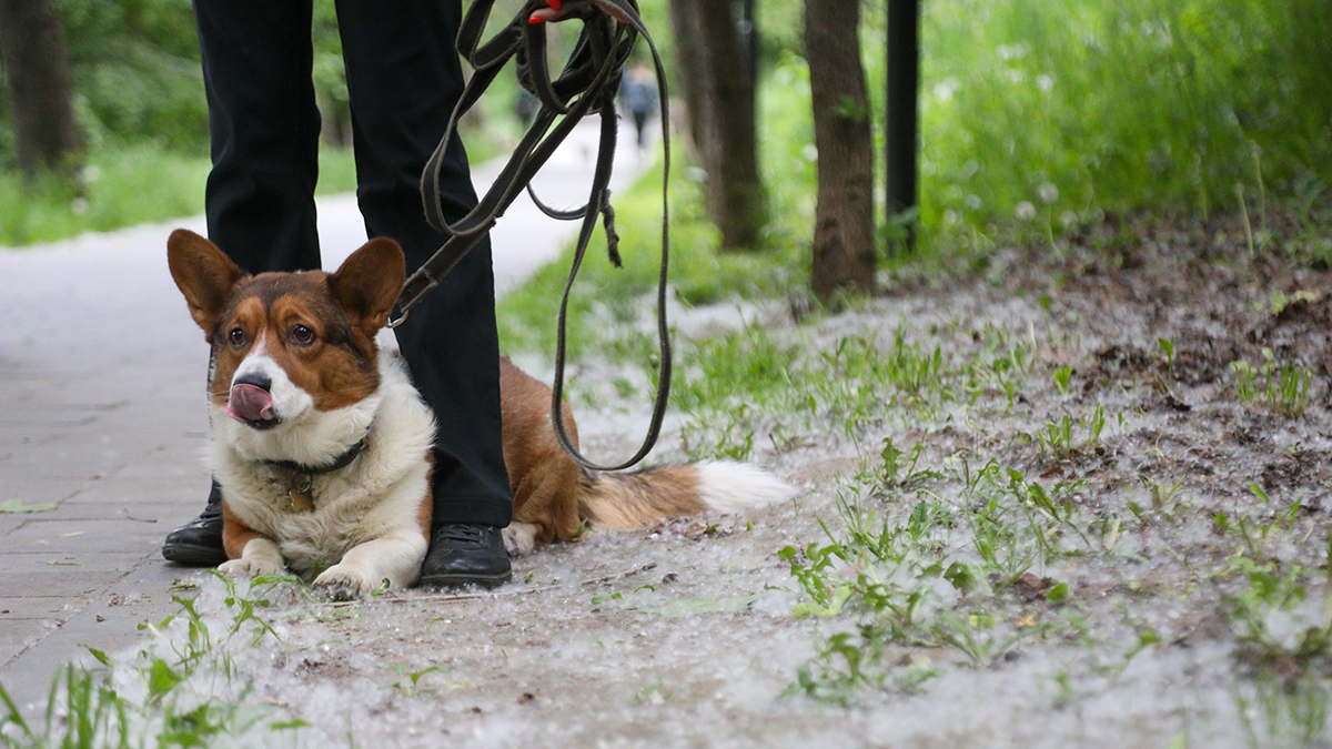 Уборка и душ против поллиноза: как спастись от аллергии на тополиный пух