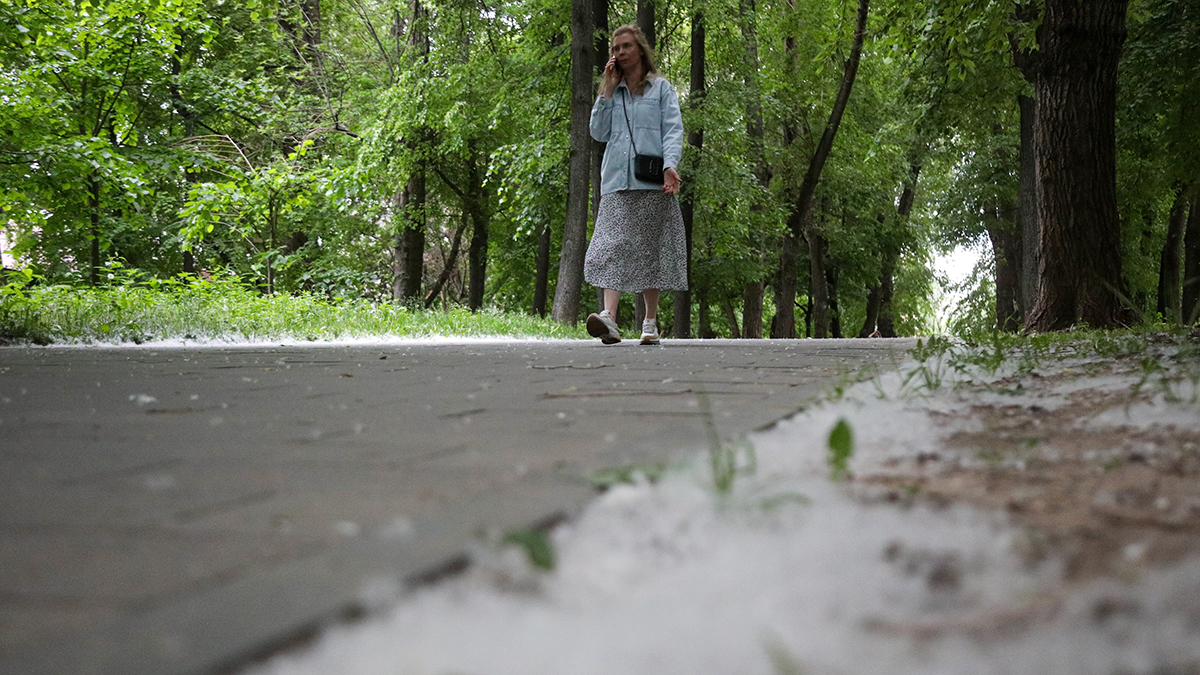 Иммунолог Фомина рассказала, как аллергикам спастись от тополиного пуха