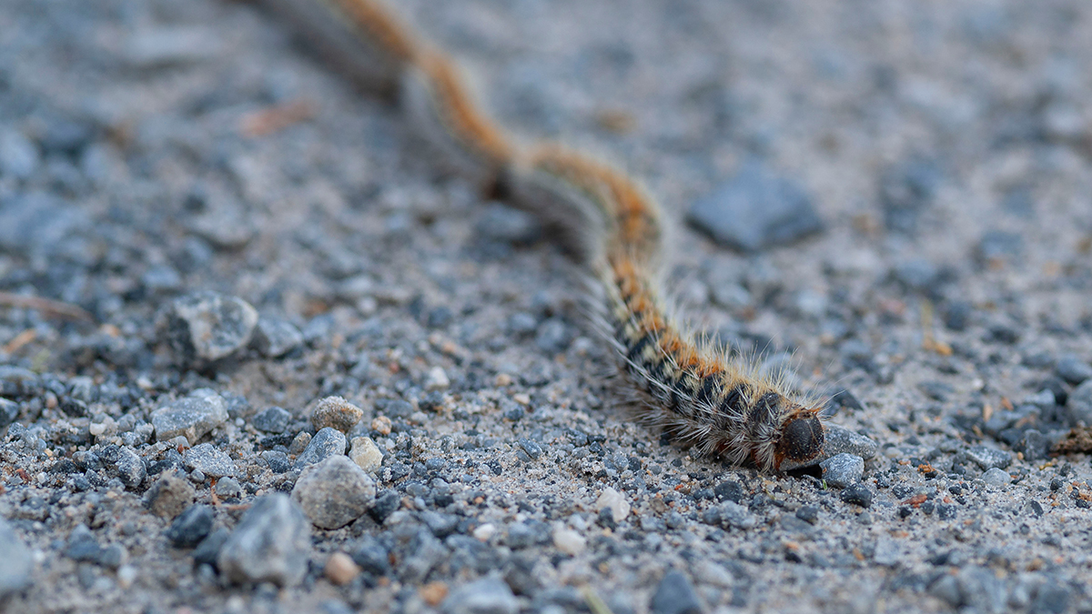 Кульбачевский: Замеченные в Печатниках гусеницы не опасны для москвичей