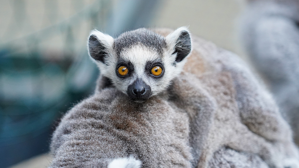 Лемур напал на пятилетнего ребенка в парке «Планета обезьян» в Новой Москве