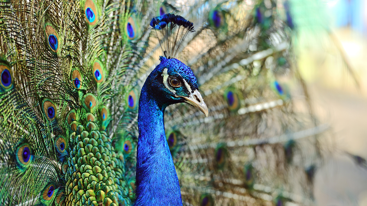 Московский зоопарк показал, как павлин отдыхает в японском дворике