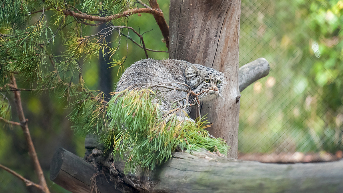 «Манул этого заслужил»: Московский зоопарк запустил конкурс стихов ко дню рождения Тимоши