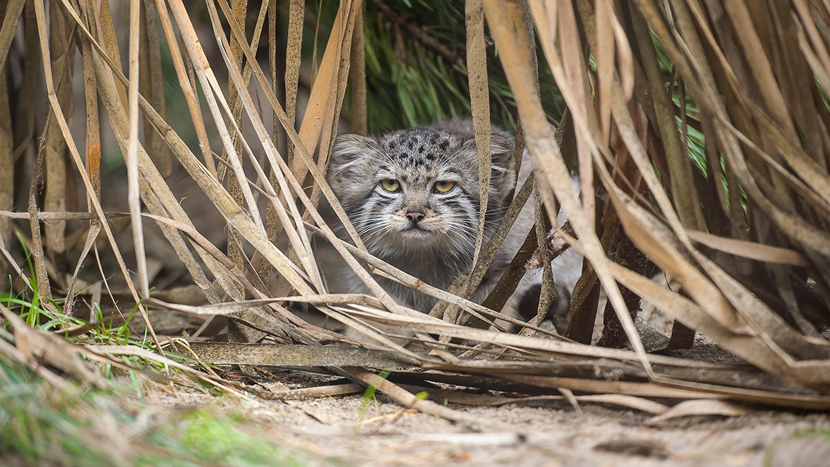 «Сватают прекрасную Адель»: манулу Тимофею нашли невесту