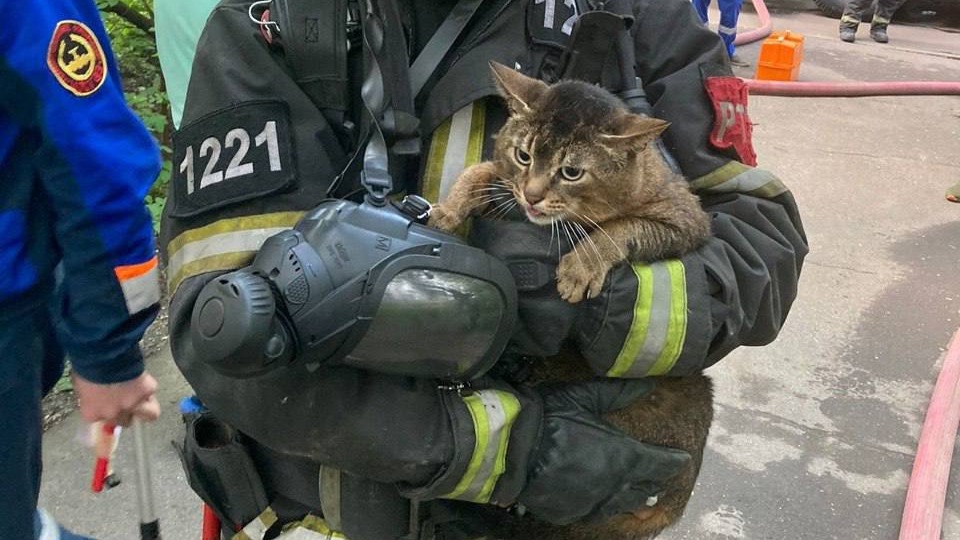 Пожарные спасли оставленных хозяйкой хомяка и двух кошек из горящей квартиры в Москве